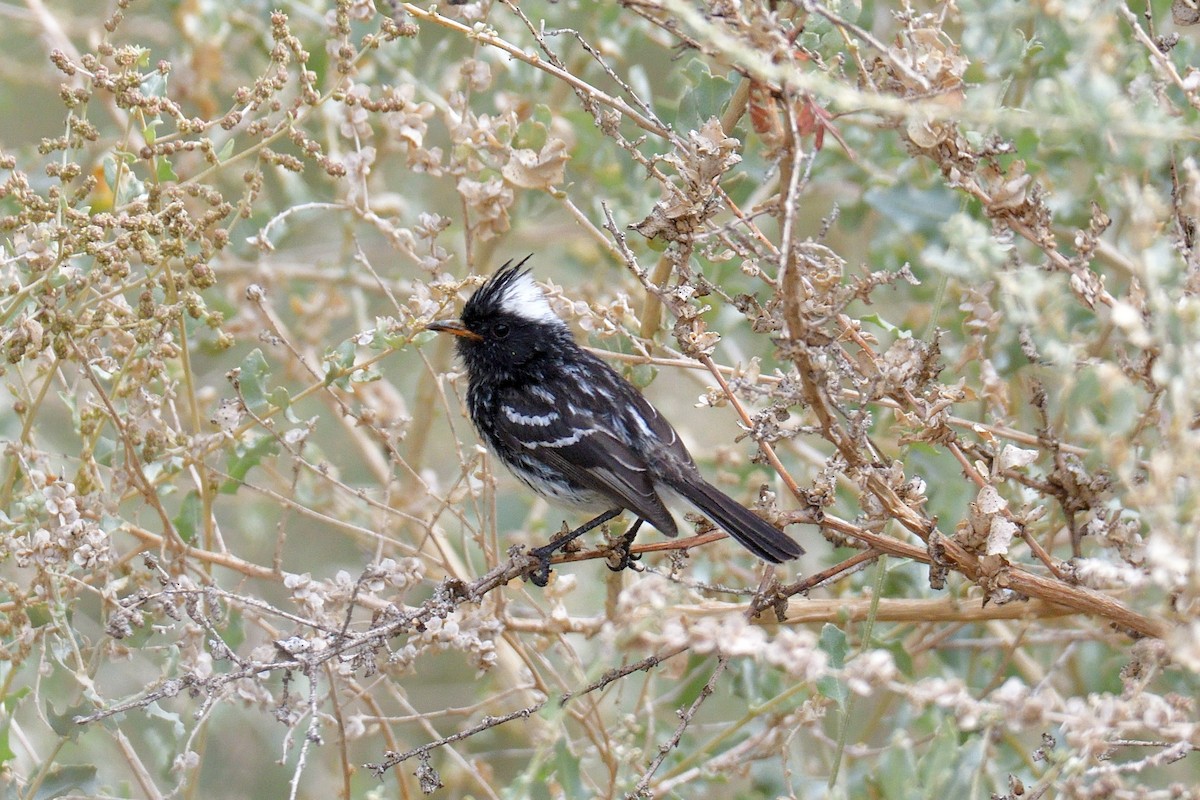 Pied-crested Tit-Tyrant - ML613913429