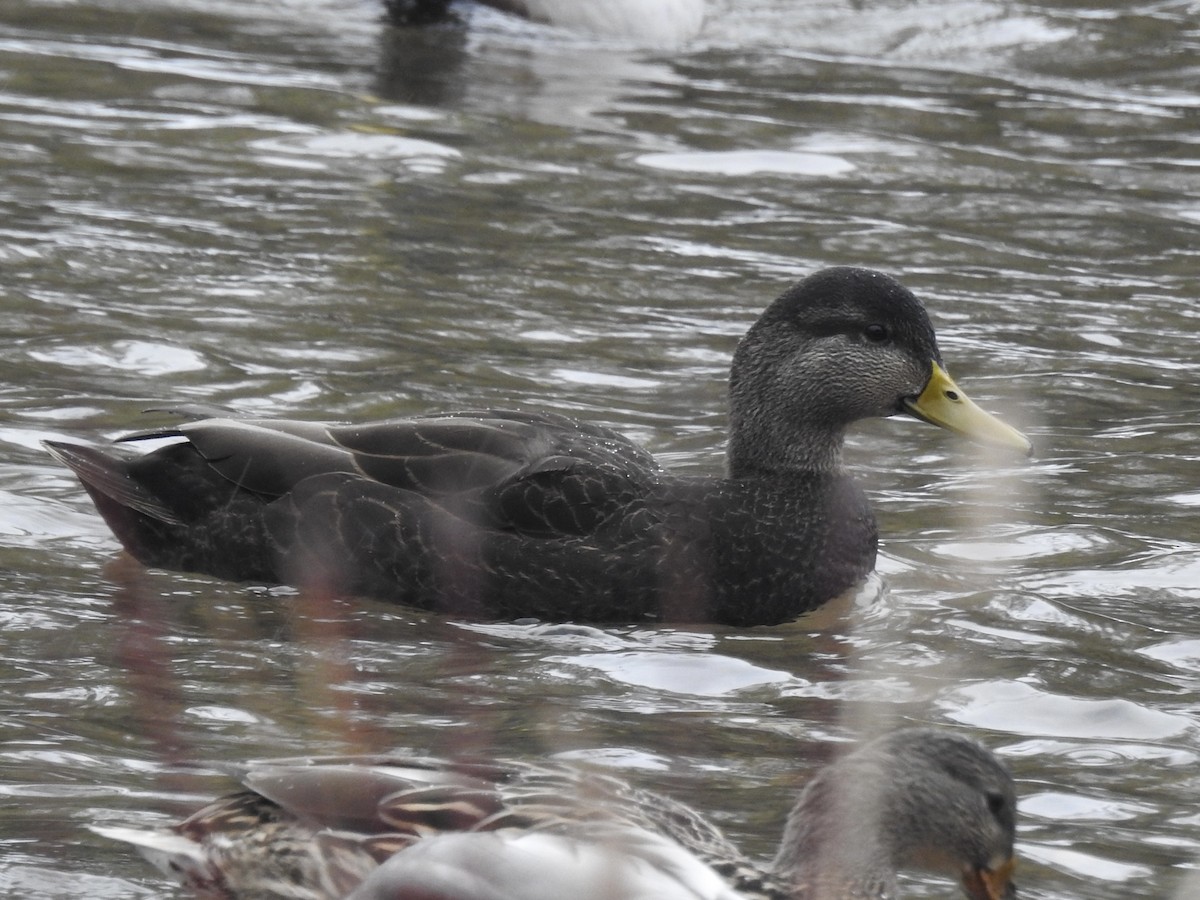 American Black Duck - ML613913565