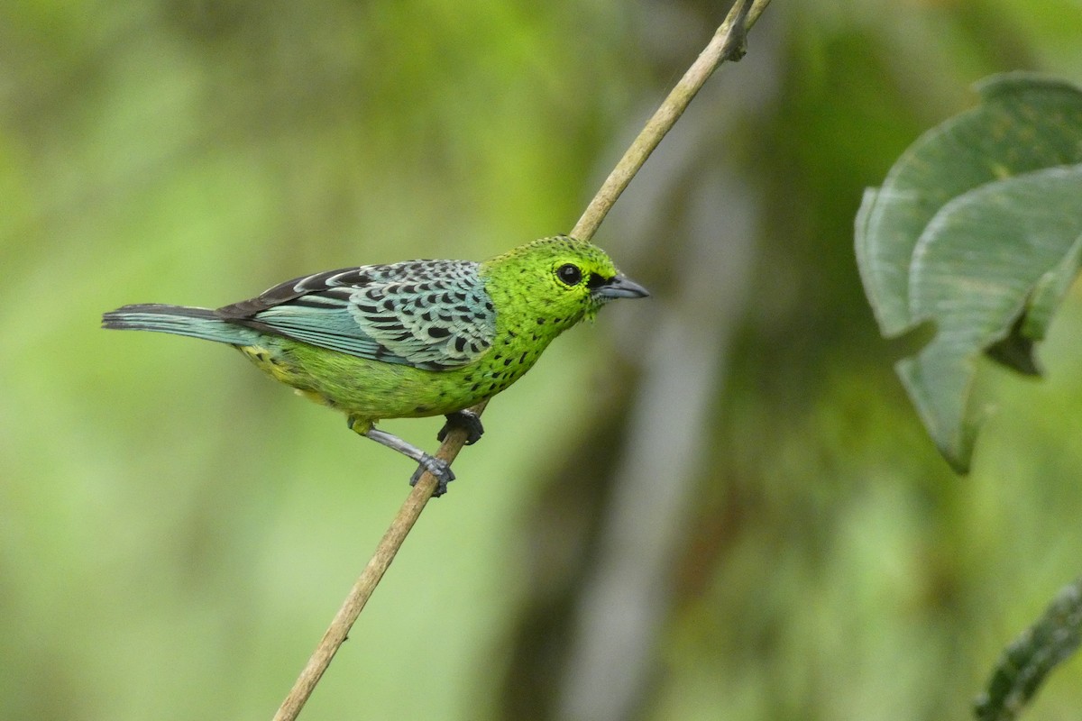 Spotted Tanager - ML613913657