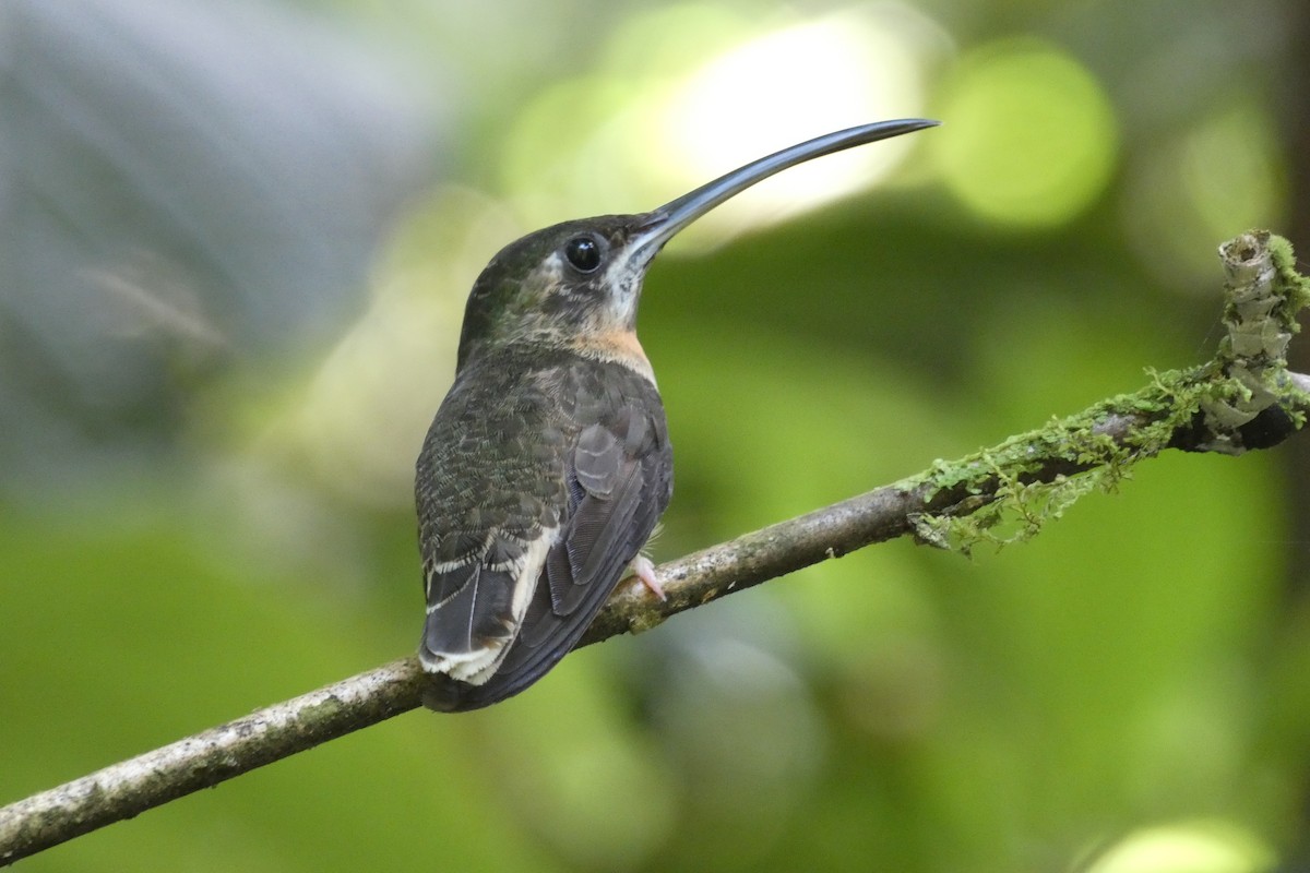 Pale-tailed Barbthroat - ML613913742