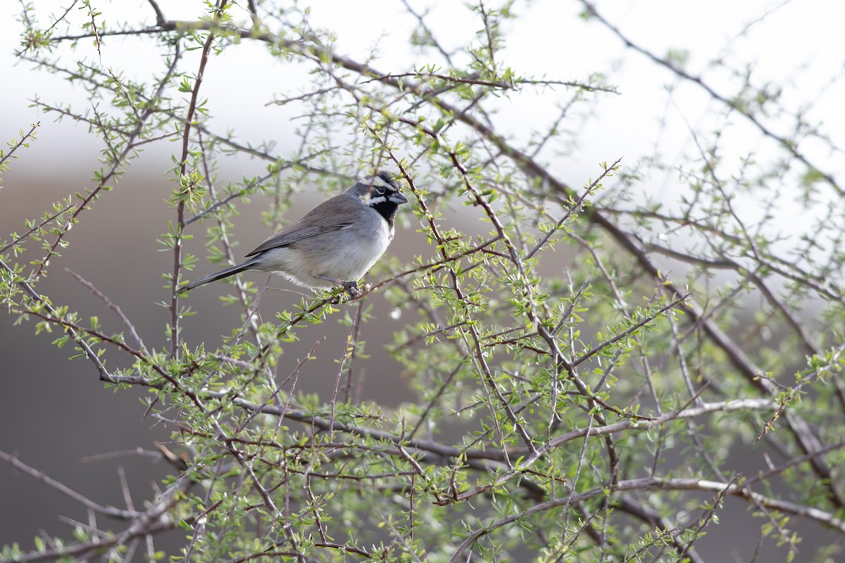 Black-throated Sparrow - ML613913829