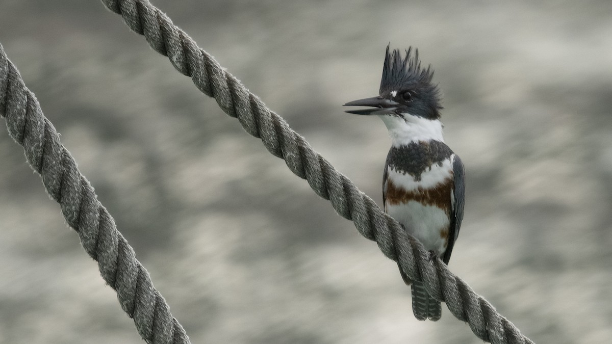 Belted Kingfisher - ML613913841
