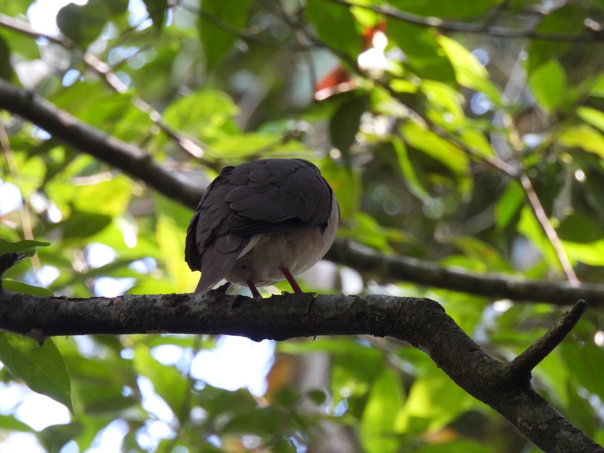 Gray-chested Dove - ML613913993