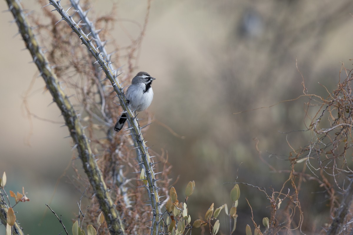 Black-throated Sparrow - ML613914112