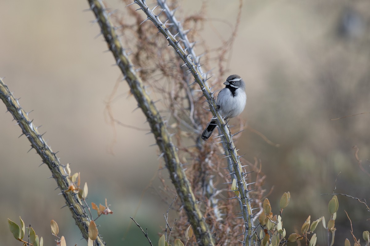 Black-throated Sparrow - ML613914173
