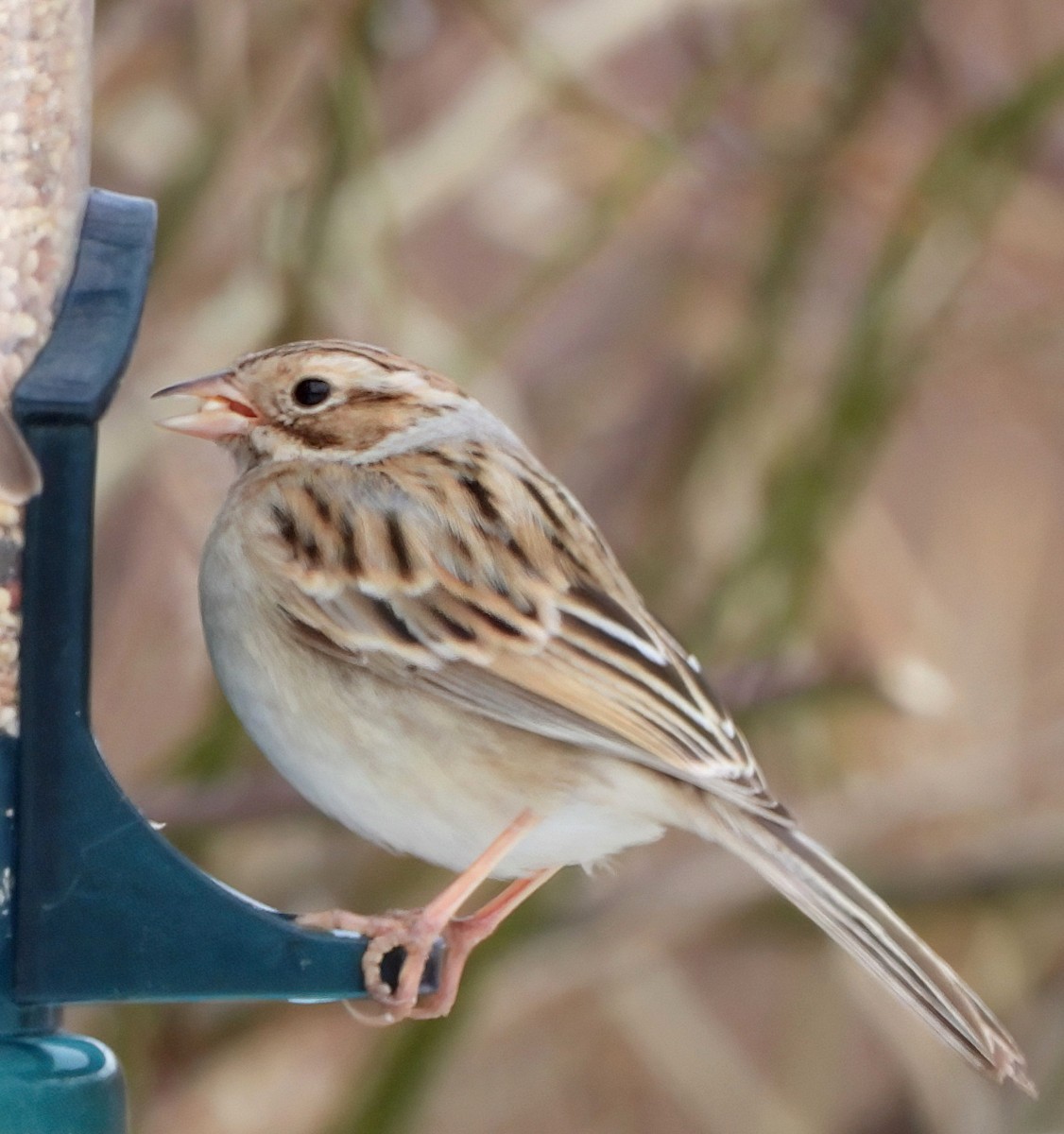 Clay-colored Sparrow - ML613914324