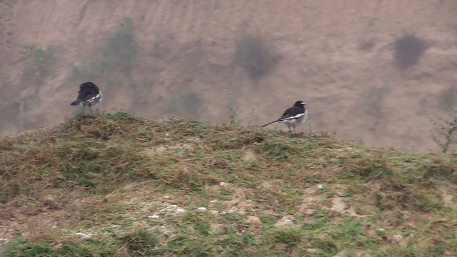 White-browed Wagtail - ML613914516