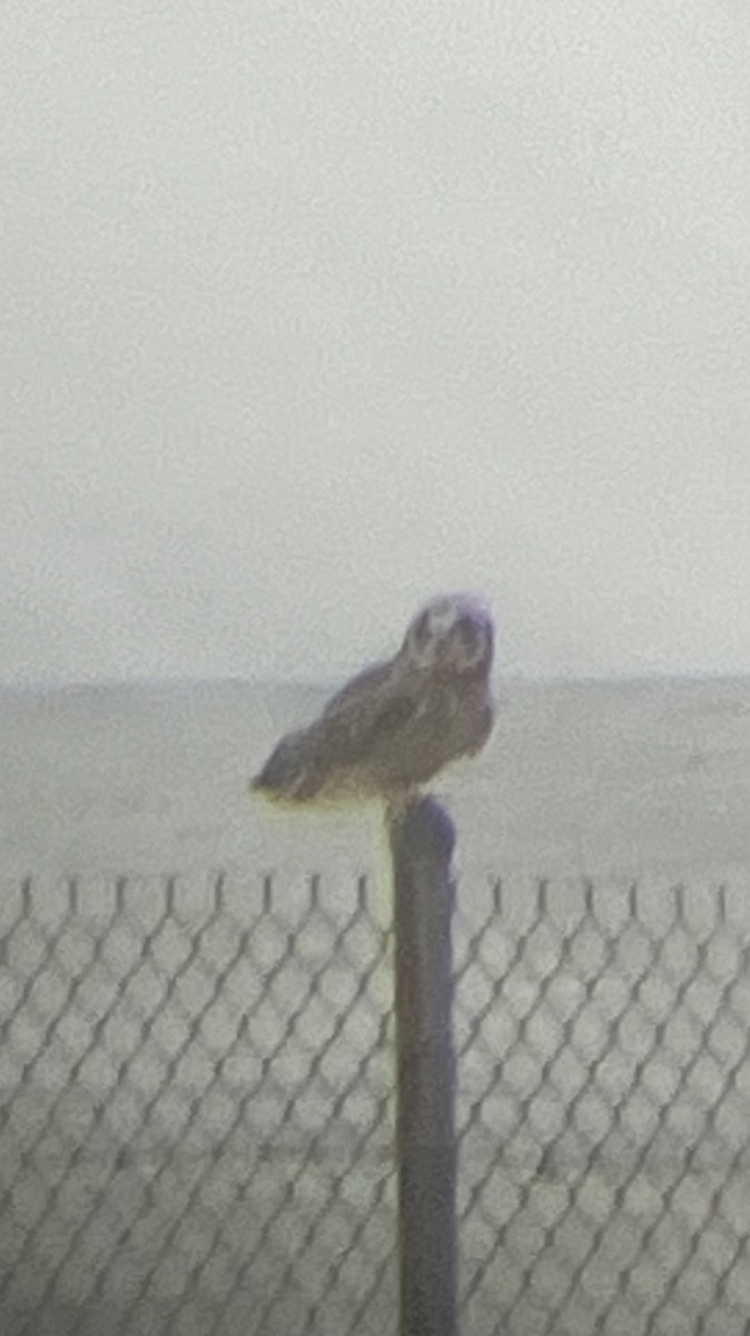 Short-eared Owl - ML613914517
