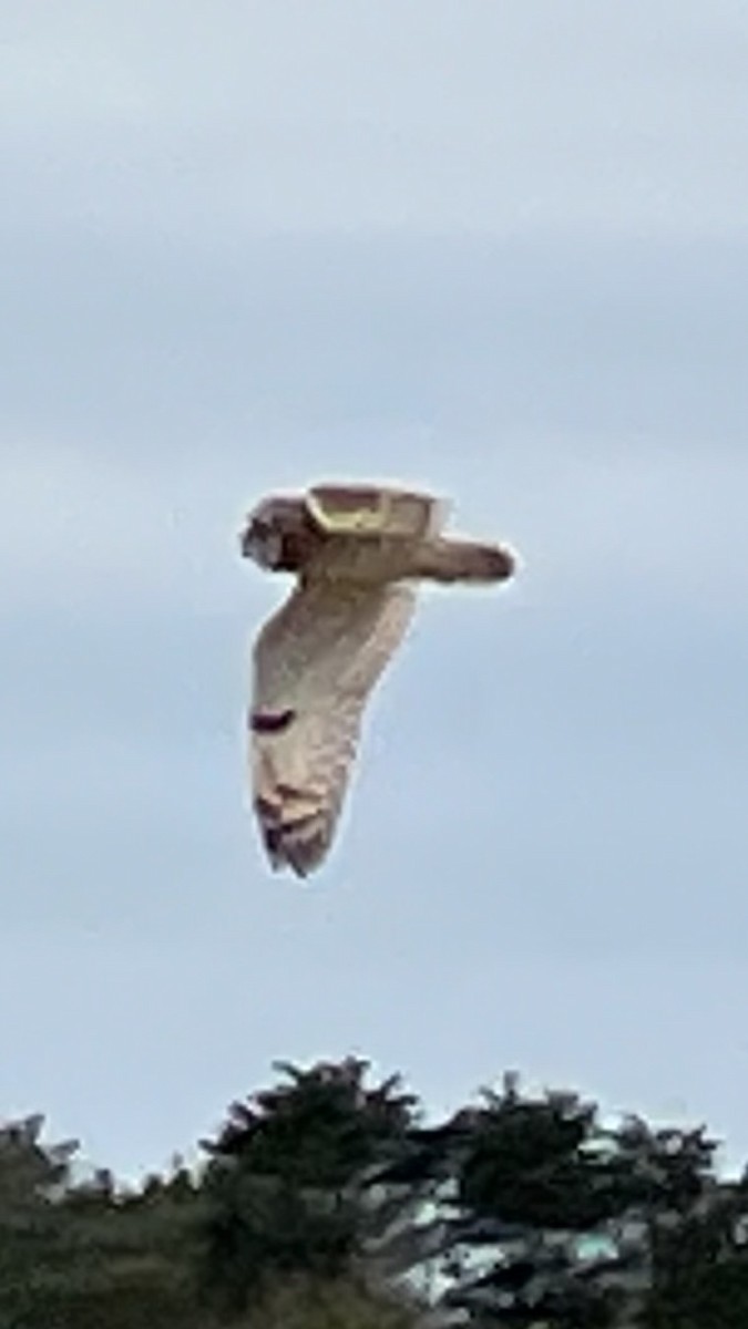 Short-eared Owl - ML613914519