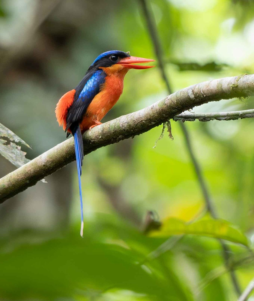 Red-breasted Paradise-Kingfisher - ML613914528