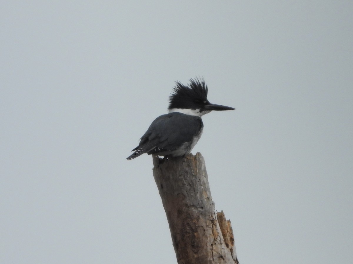 Belted Kingfisher - ML613914529