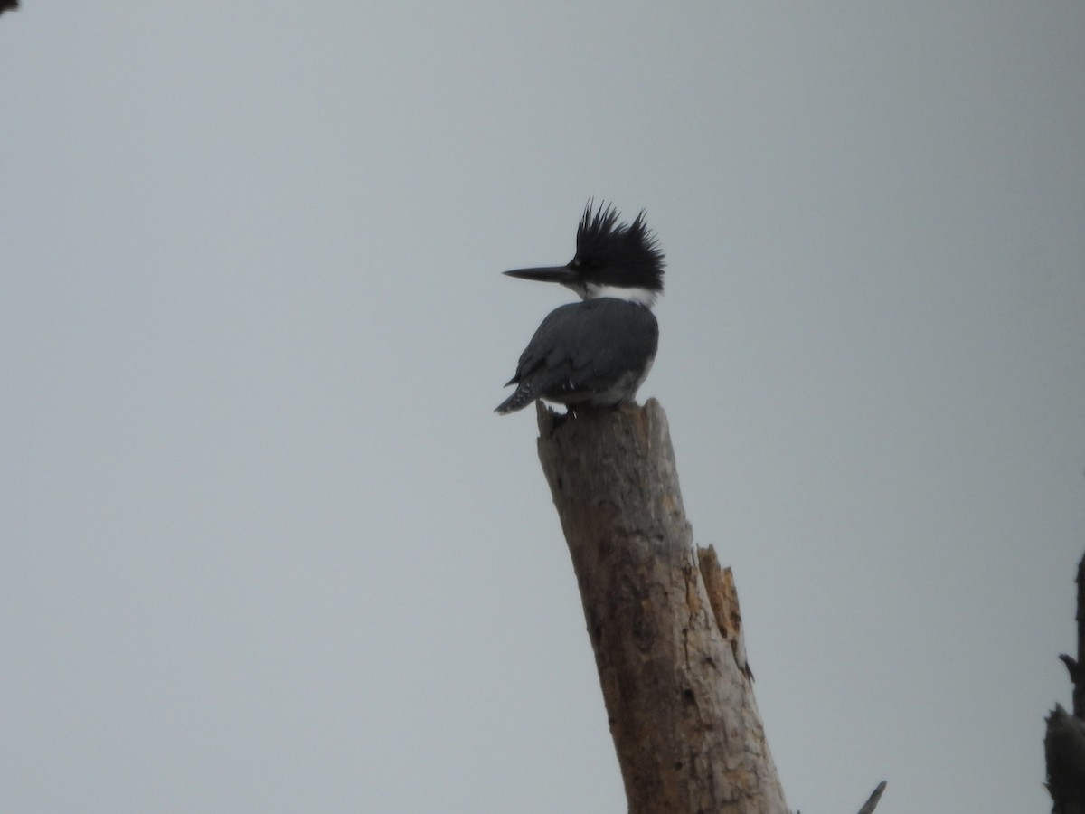 Belted Kingfisher - ML613914530