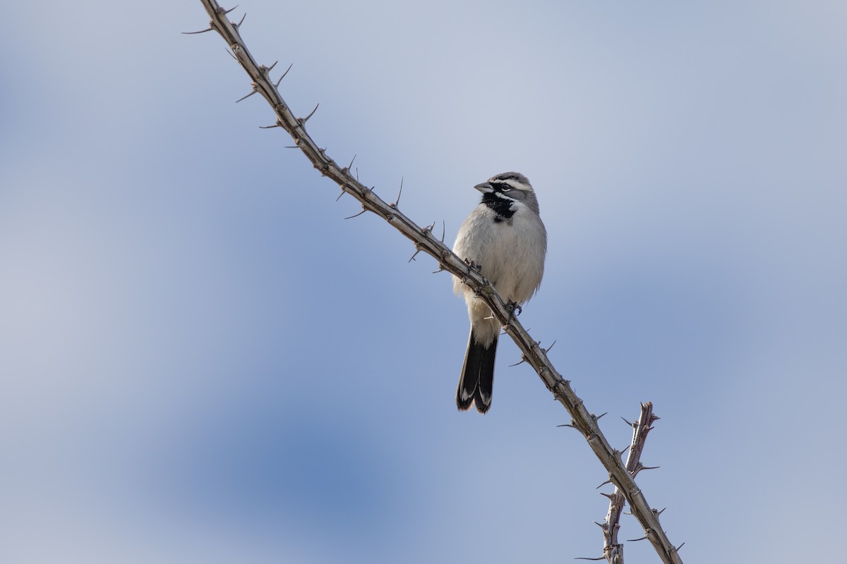 Black-throated Sparrow - ML613914588