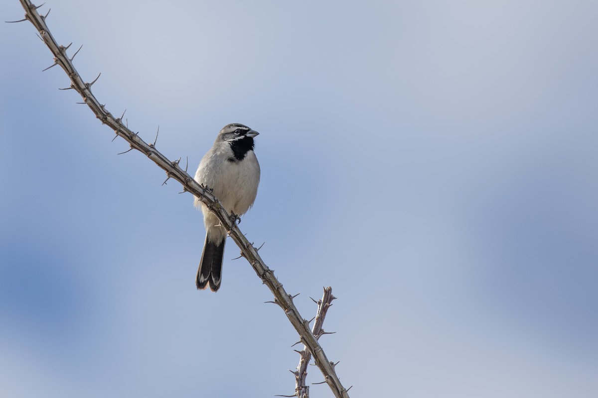 Black-throated Sparrow - ML613914753