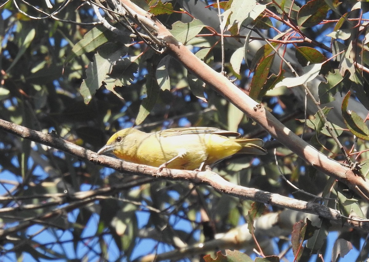 eBird Checklist - 23 Jan 2024 - Griffith Park--Wilson & Harding Golf ...