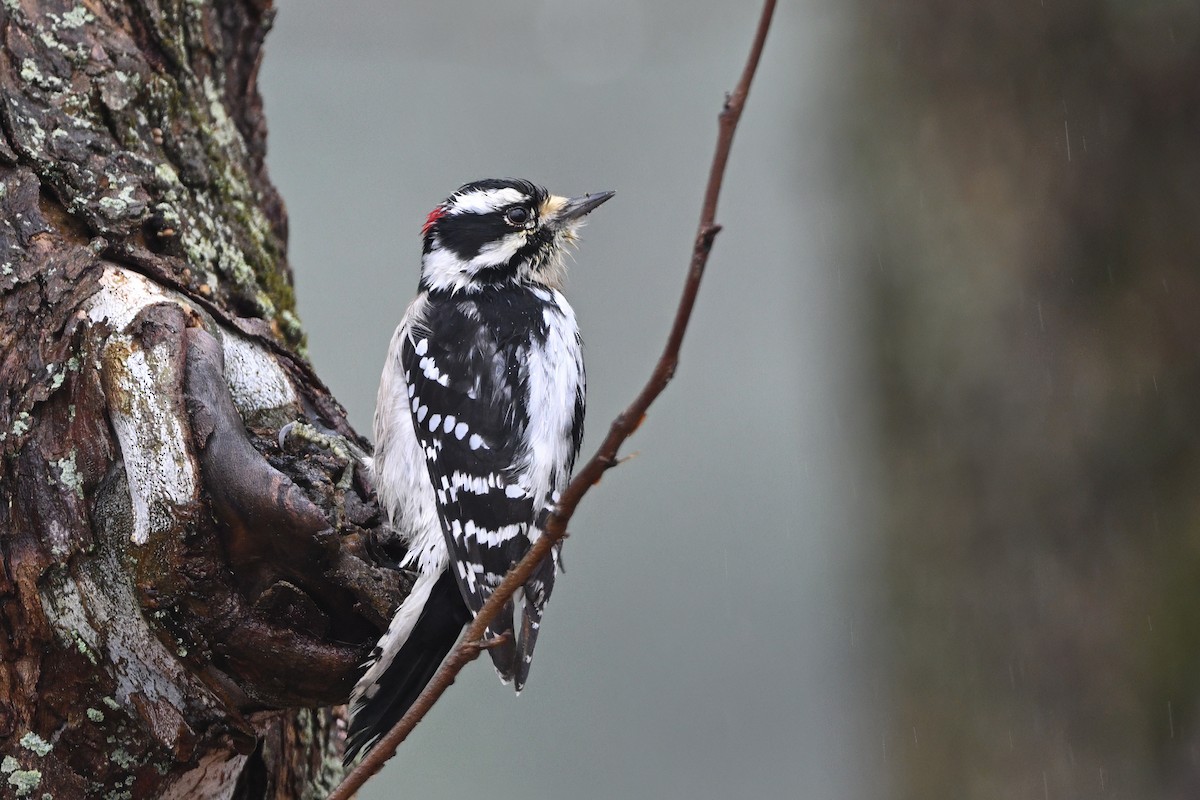 Downy Woodpecker (Eastern) - ML613915026