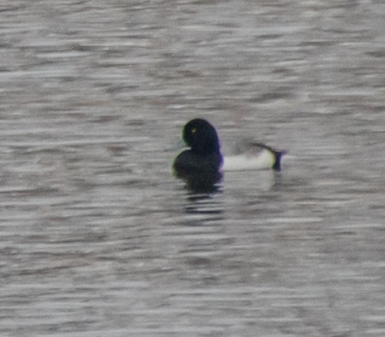 Greater Scaup - ML613915477