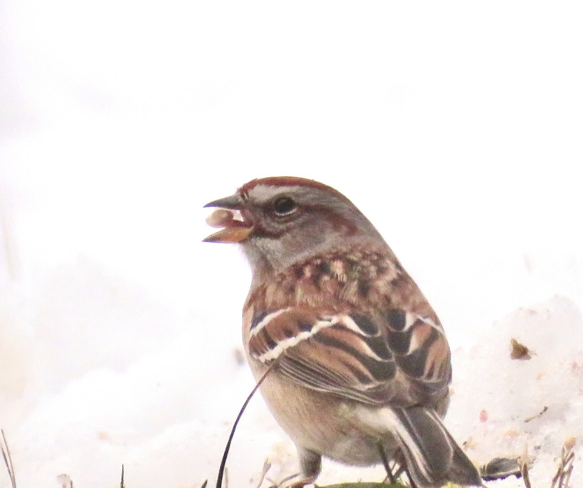 American Tree Sparrow - Leslie Ferree