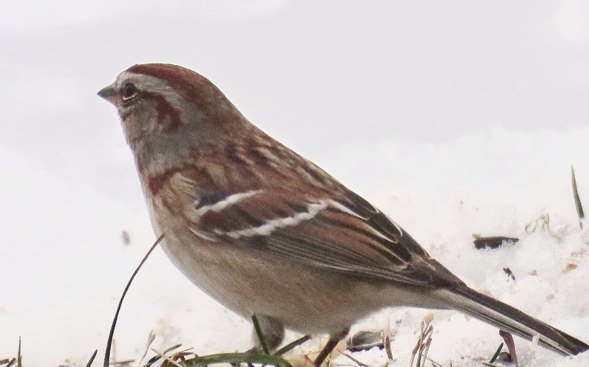 American Tree Sparrow - ML613915907