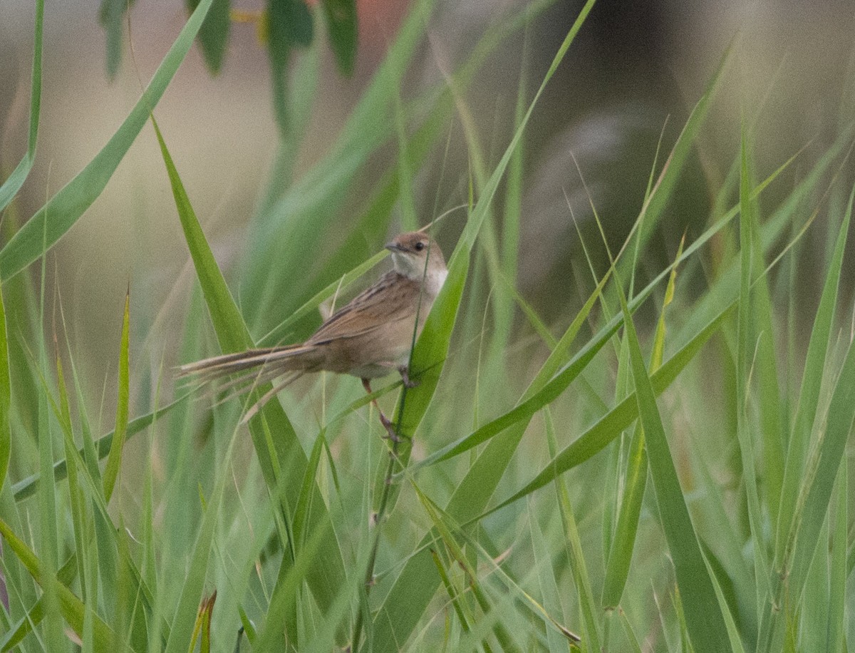 Tawny Grassbird - ML613915929
