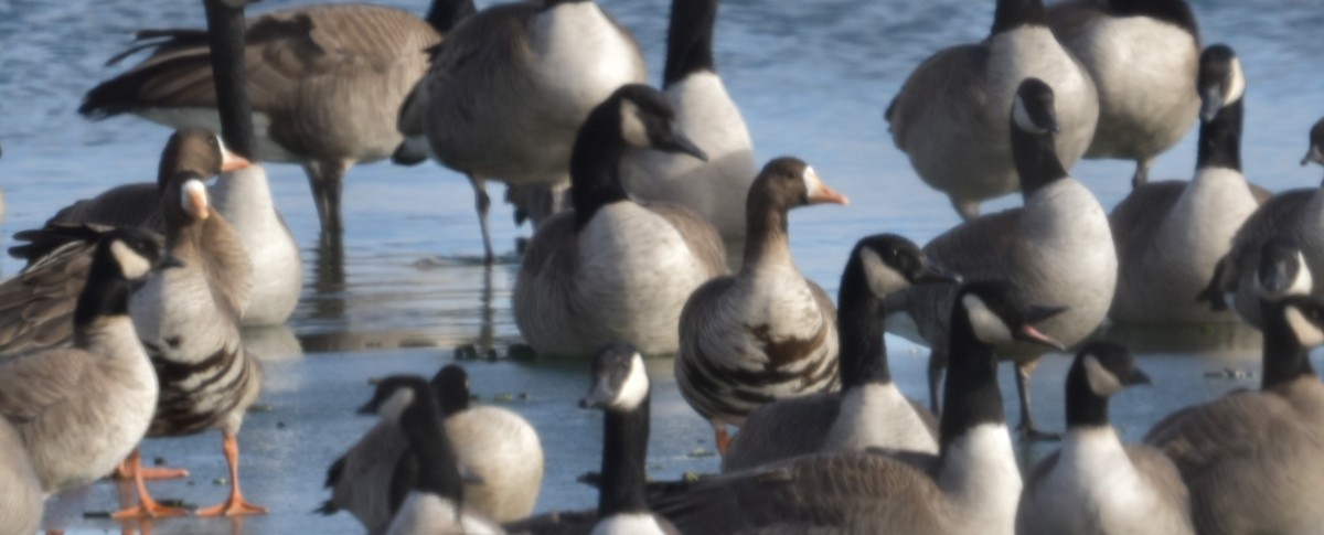 Greater White-fronted Goose - ML613915936