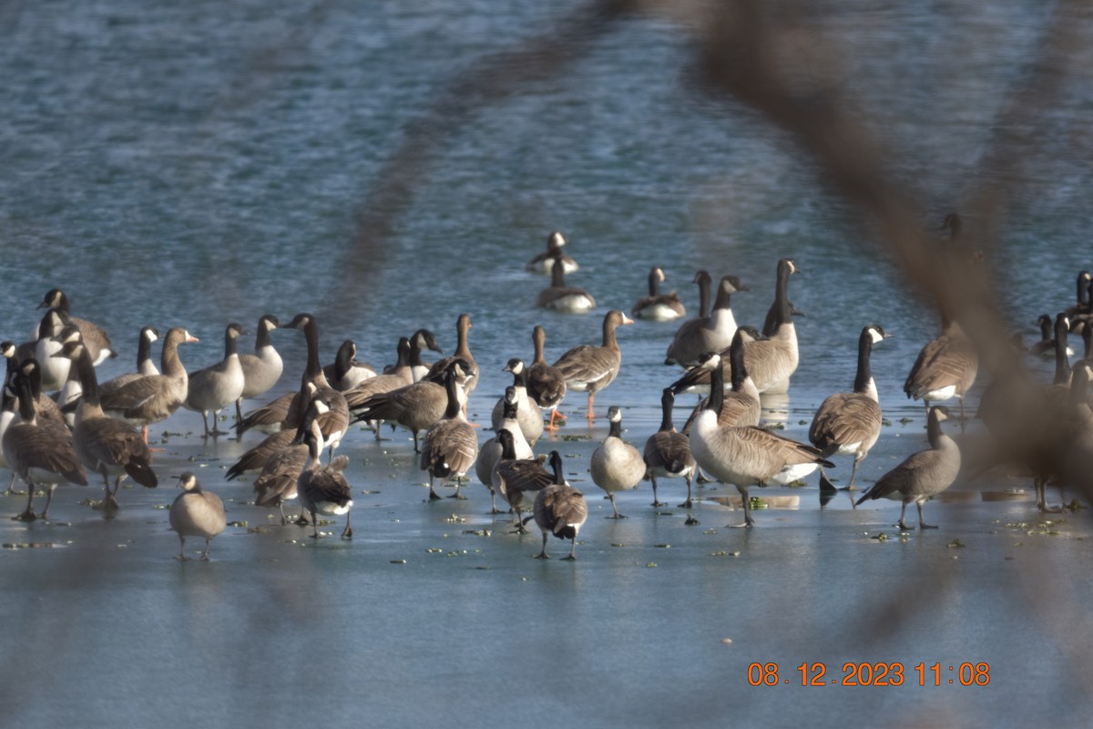 Greater White-fronted Goose - ML613915946