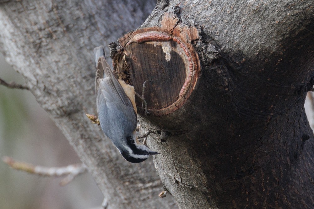 Red-breasted Nuthatch - ML613916090