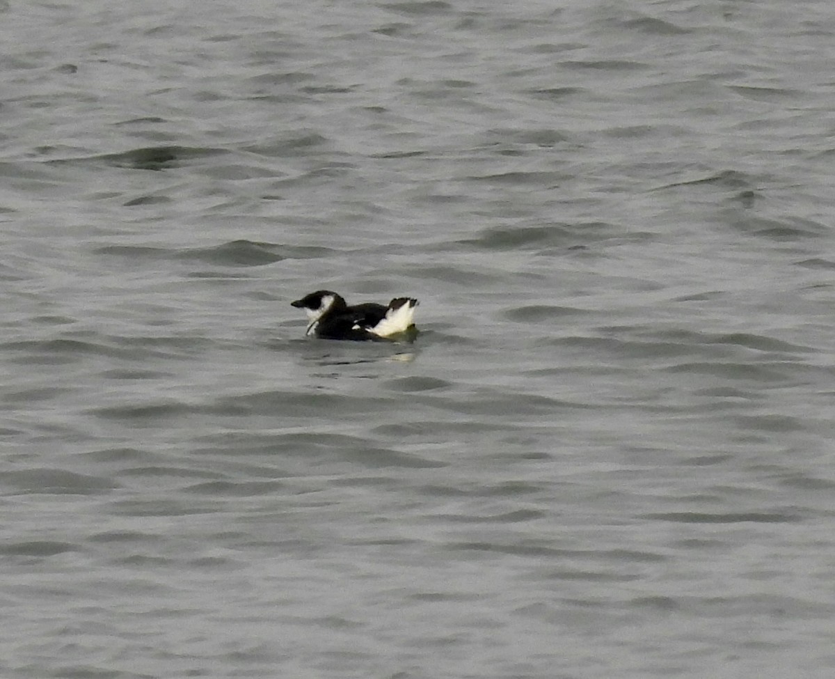 ebird-checklist-23-jan-2024-jones-beach-sp-coast-guard-station
