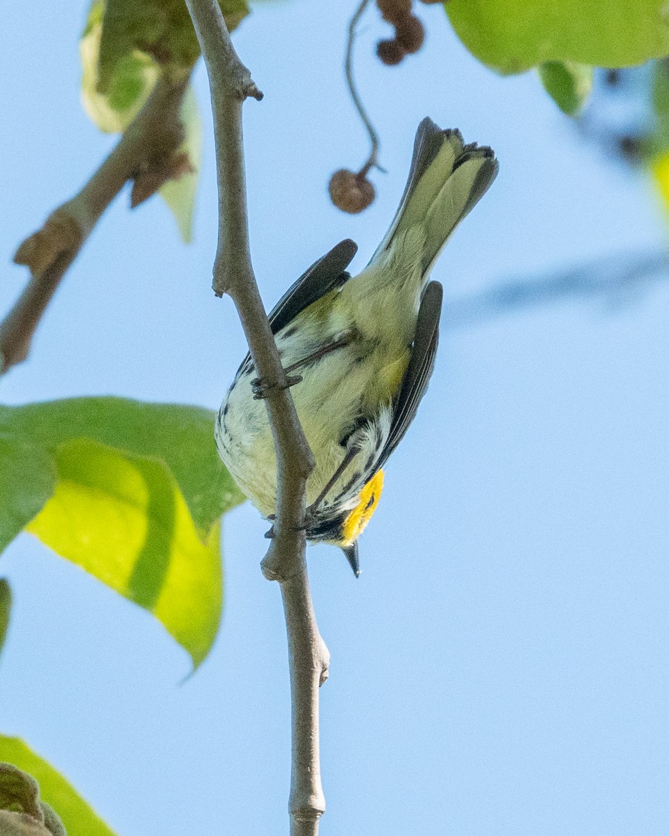 Black-throated Green Warbler - ML613916266