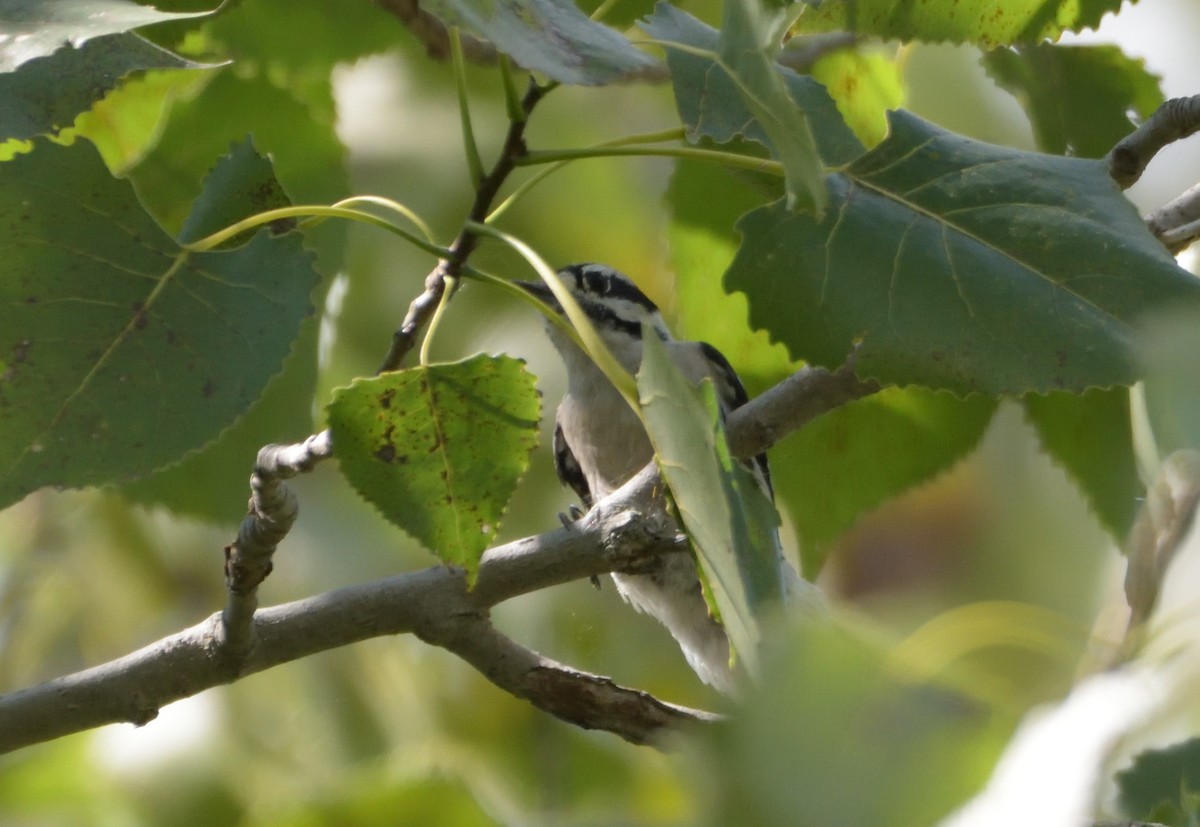 Downy Woodpecker (Eastern) - ML613916486