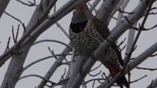 Northern Flicker (Red-shafted) - ML613916680