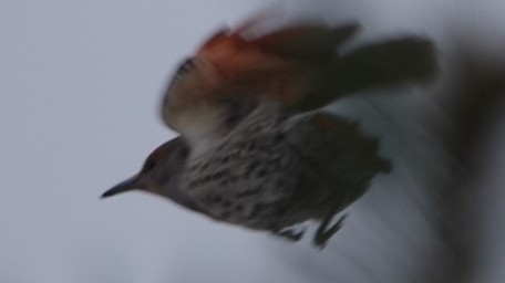 Northern Flicker (Red-shafted) - ML613916777