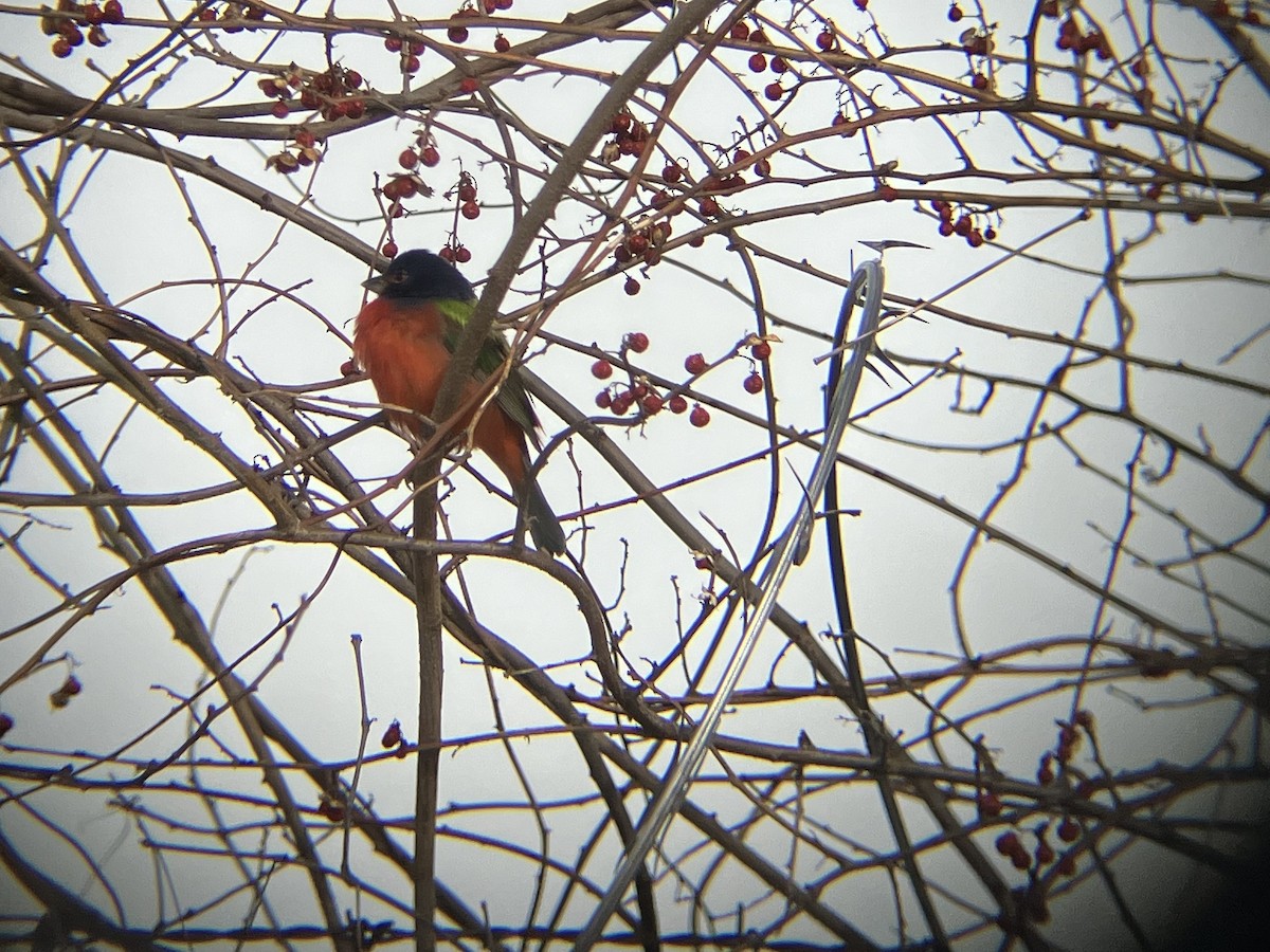 Painted Bunting - ML613916851