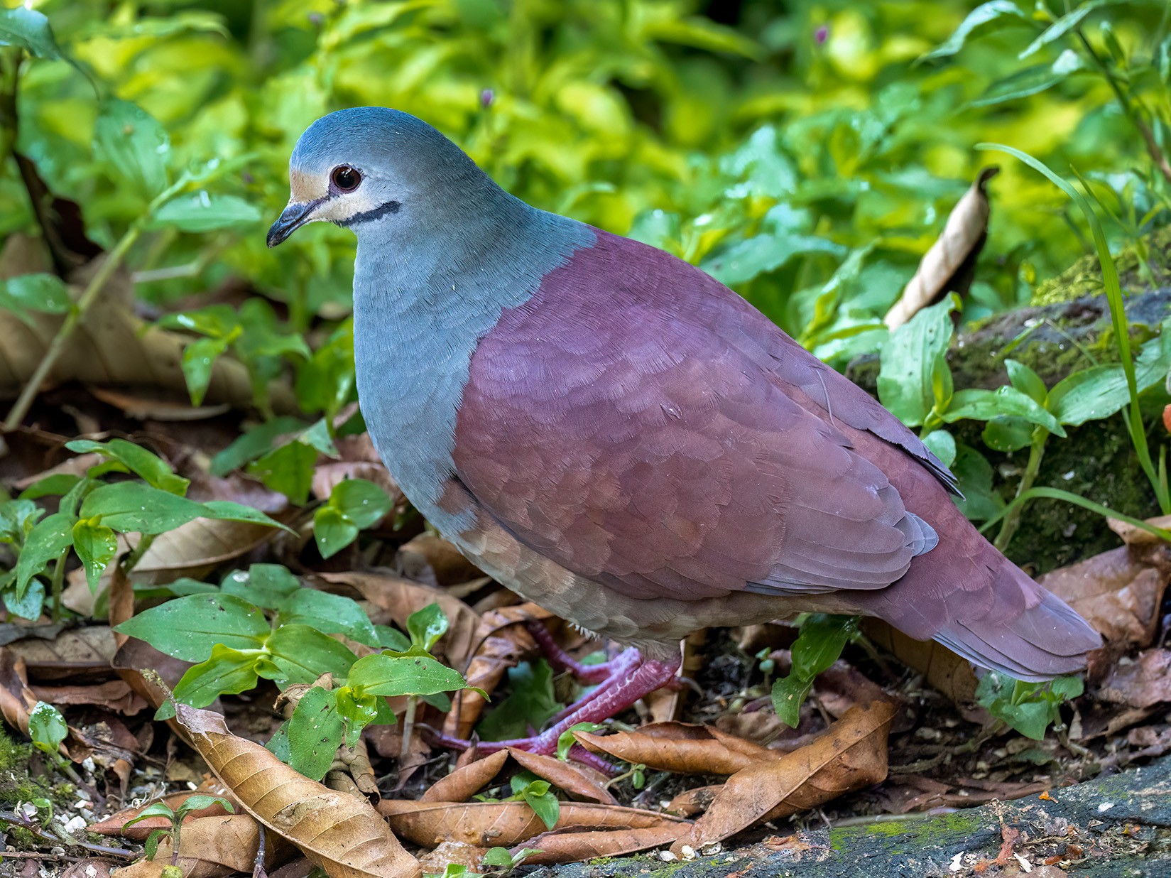 Buff-fronted Quail-Dove - eBird