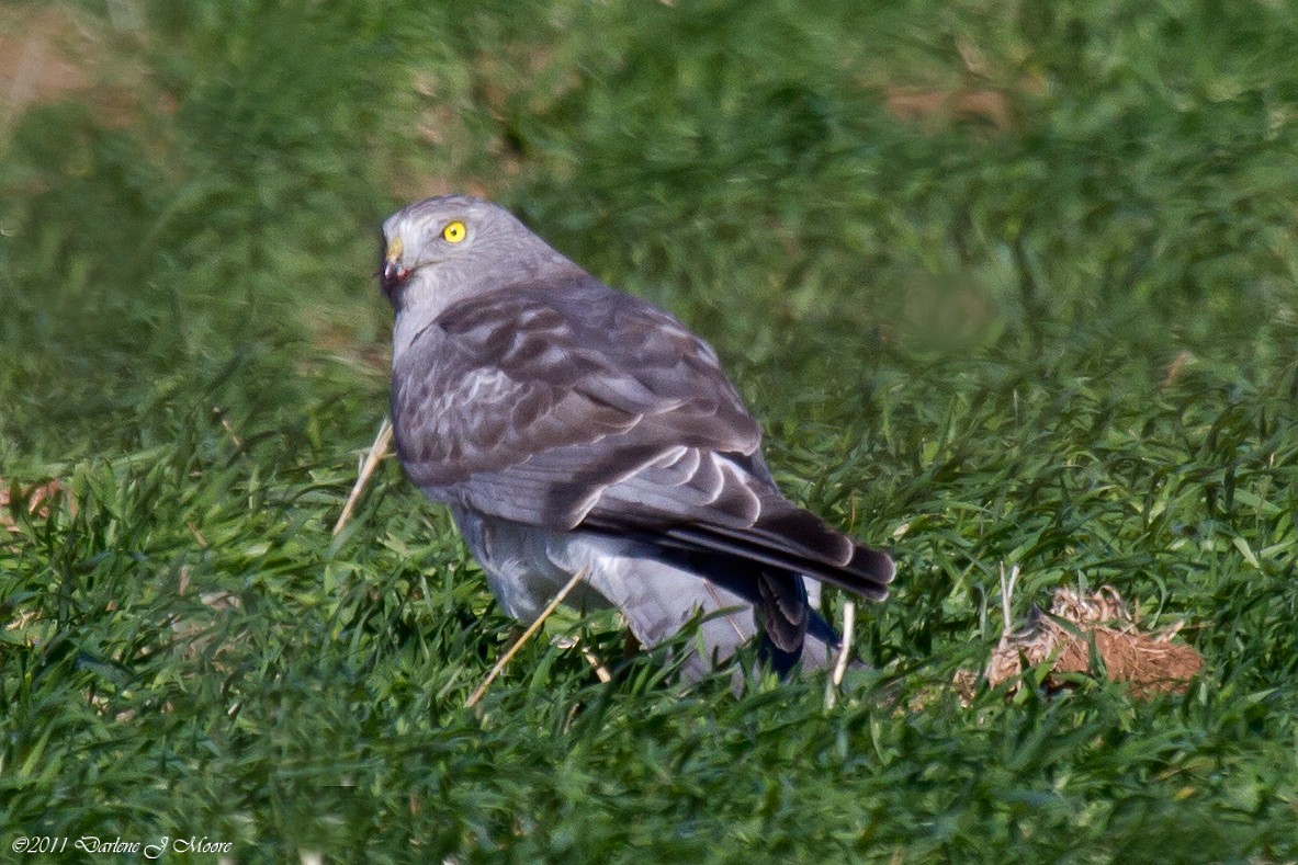 eBird Checklist 27 Nov 2011 Millers Creek Reservoir (Baylor Co
