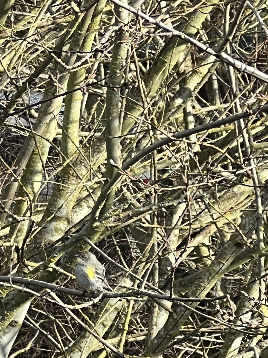 Yellow-rumped Warbler - ML613917267