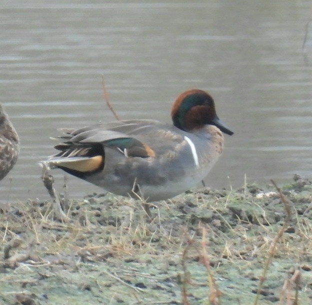 Green-winged Teal - ML613917539
