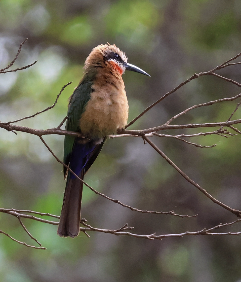 White-fronted Bee-eater - ML613917940