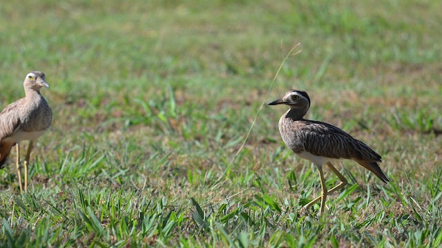 Double-striped Thick-knee - ML613918630