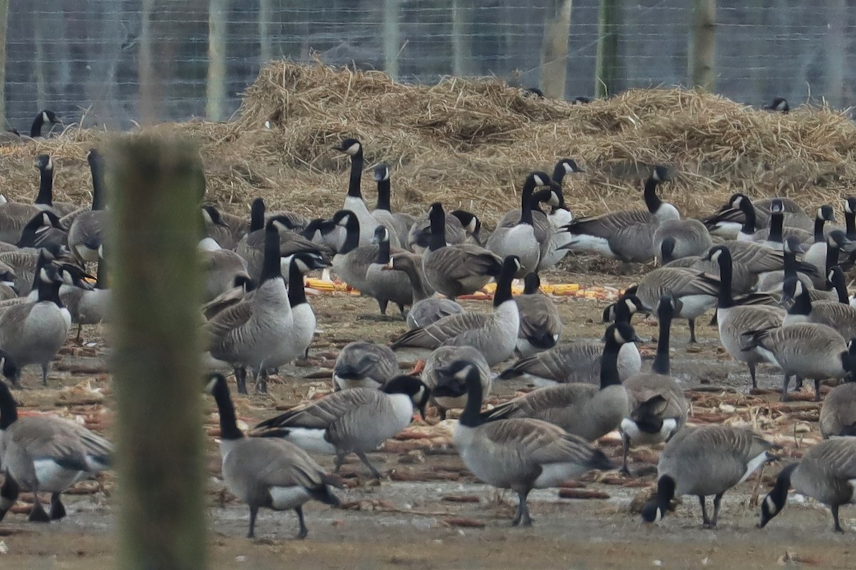 Greater White-fronted Goose - ML613918854