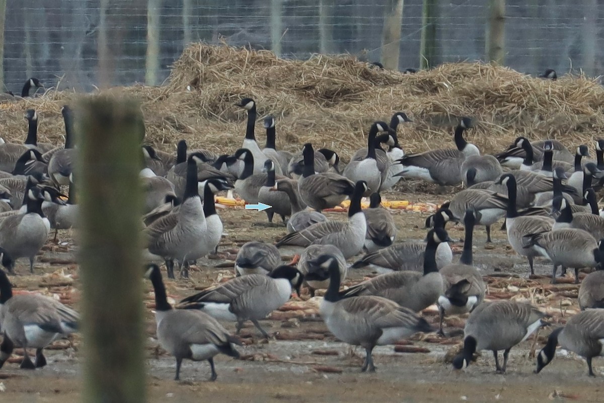 Greater White-fronted Goose - ML613919004
