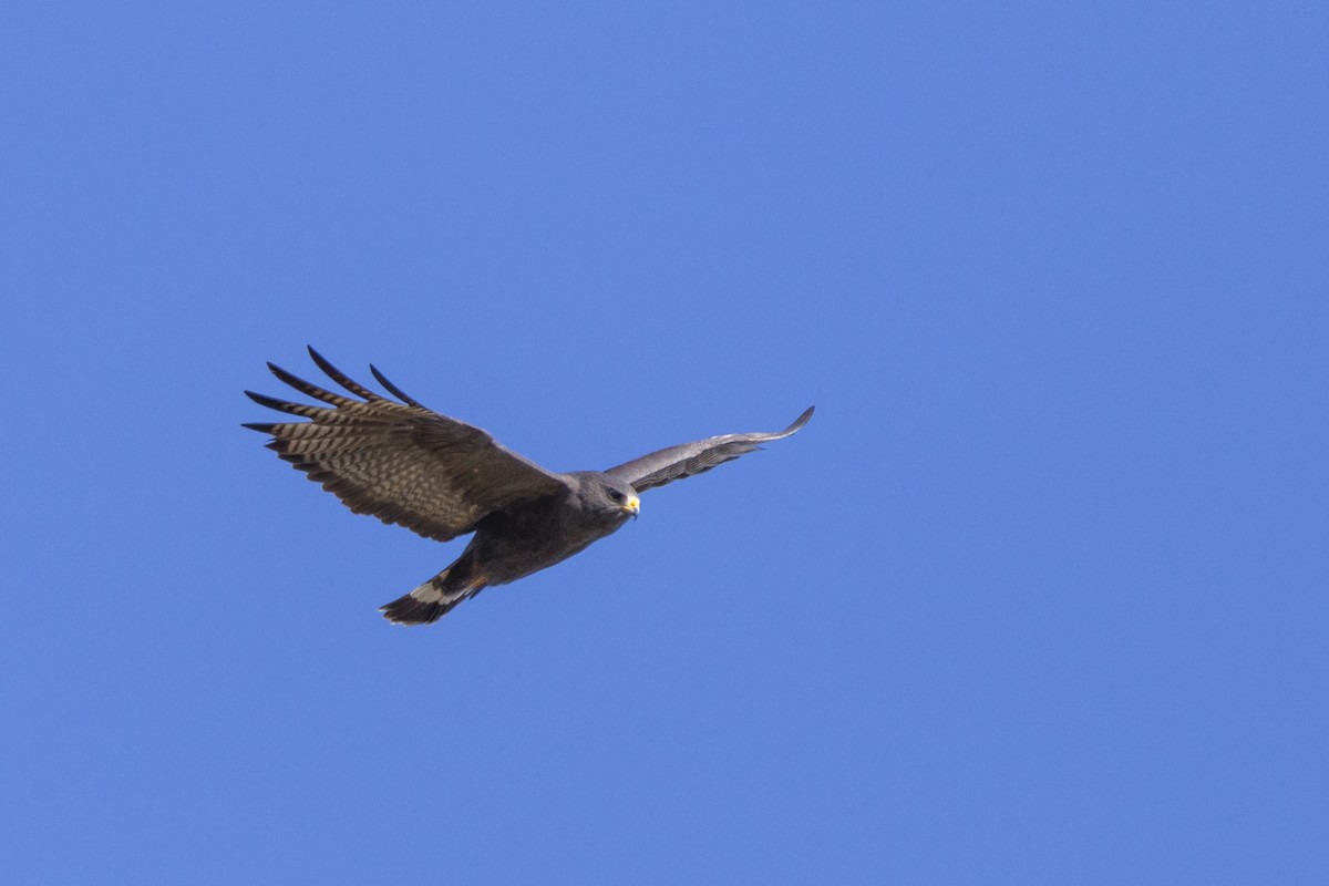 Zone-tailed Hawk - Steven Dammer