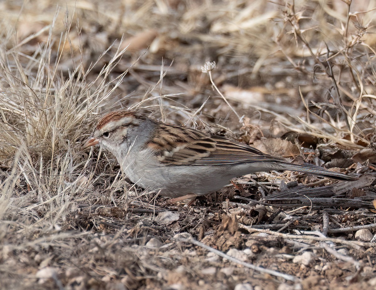 Chipping Sparrow - ML613919605