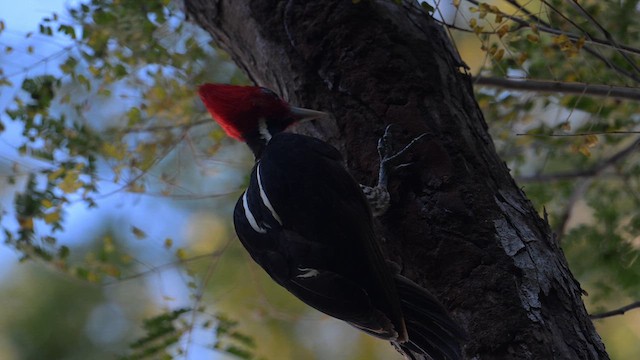 Pale-billed Woodpecker - ML613919647