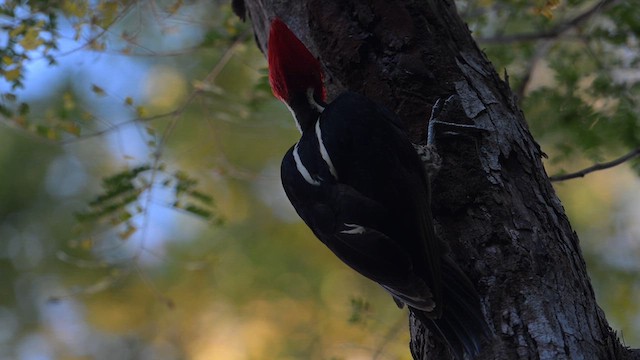 Pale-billed Woodpecker - ML613919657