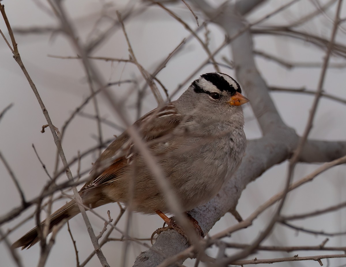White-crowned Sparrow - ML613919671