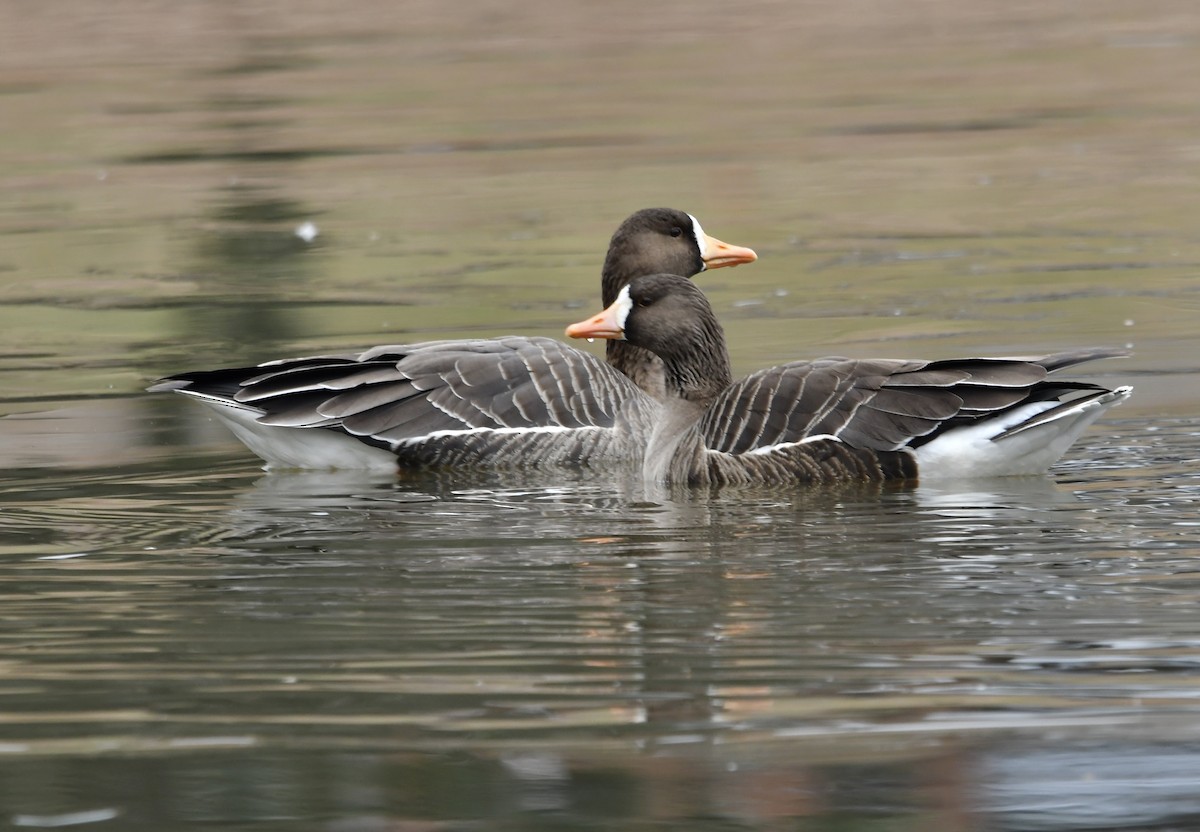 Greater White-fronted Goose - ML613920015