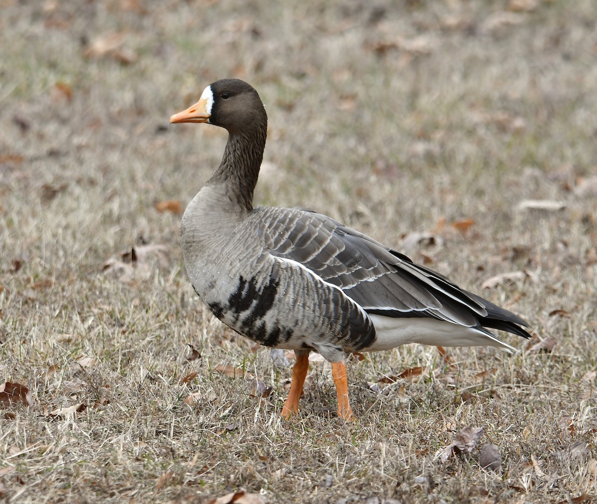 Greater White-fronted Goose - ML613920054