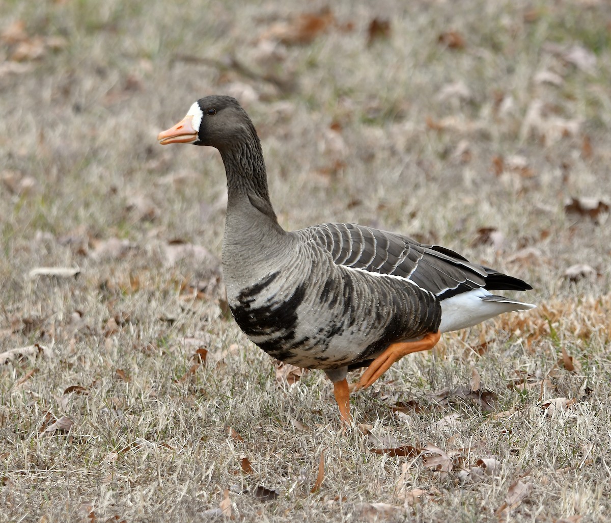 Greater White-fronted Goose - ML613920081