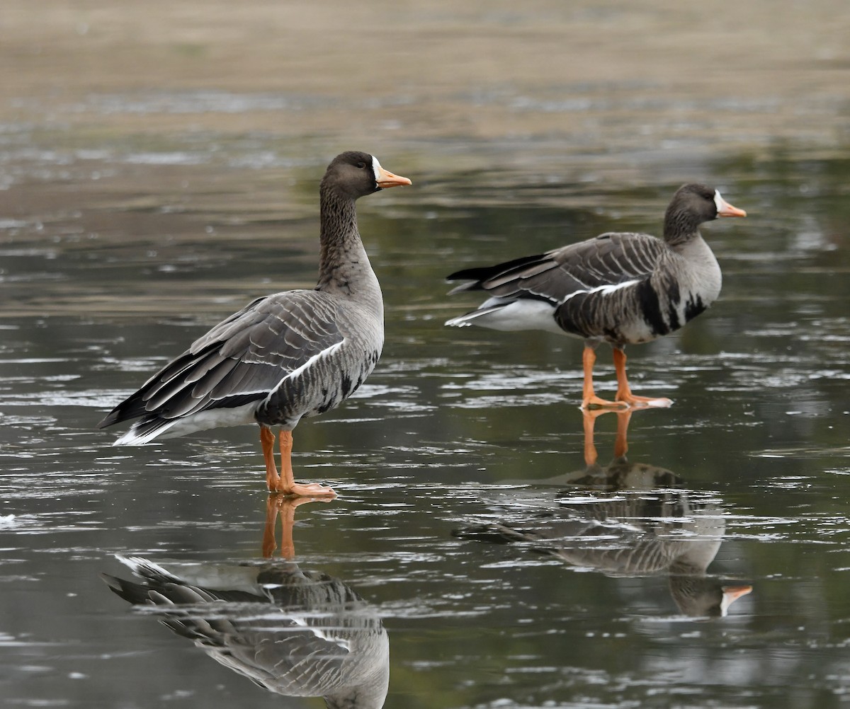 Greater White-fronted Goose - ML613920133